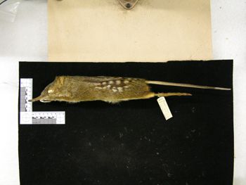 Media type: image;   Mammalogy 43732 Description: Image of skin specimen - lateral view. lateral view of study_skin.;